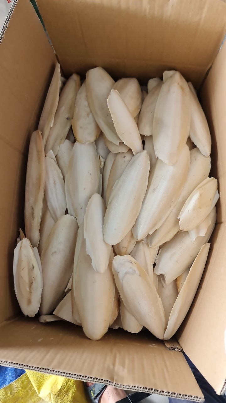 Cuttle Fish Bone with cheap price