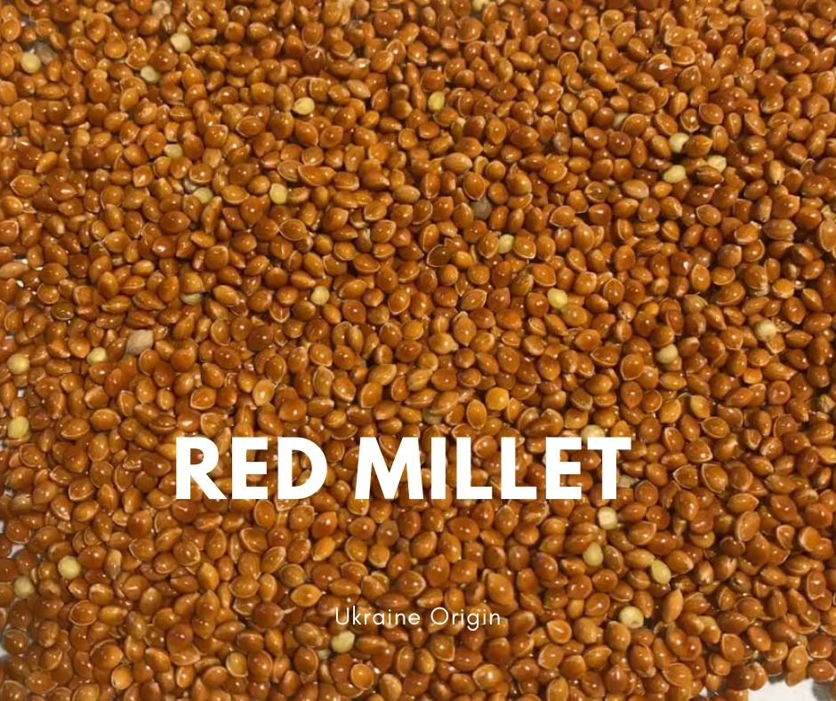 red millet