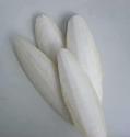Sell Cuttle Bone (Cuttlefish Bone, Cuttlebone, Sepia, Osso de siba)